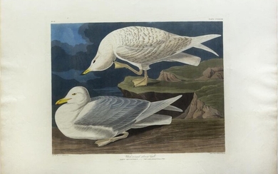 Audubon Aquatint, White-winged silvery Gull