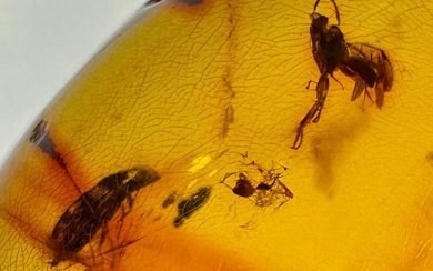 Baltic Amber With Two Insect Inclusions