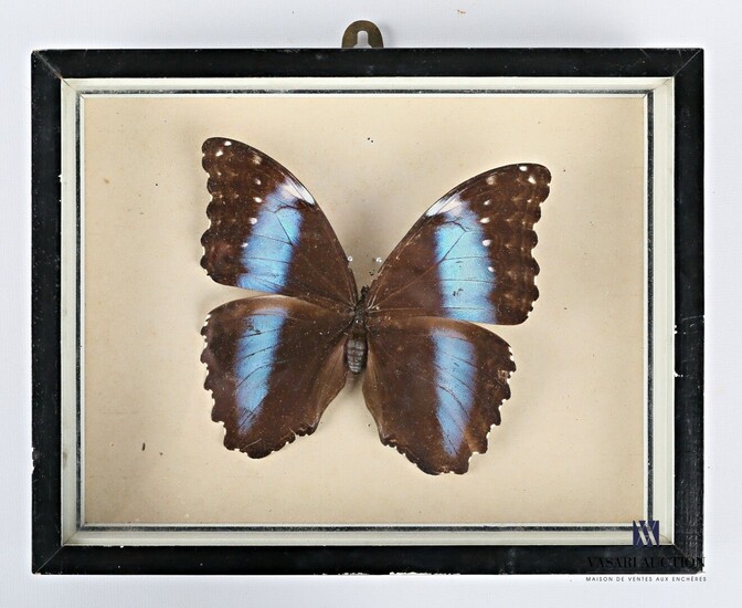 Boite entomologique présentant un Morpho... - Lot 25 - Vasari Auction