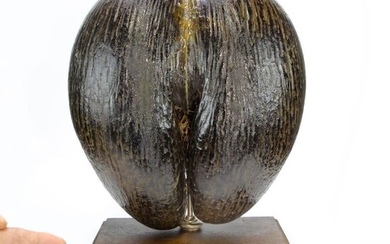 Coco de Mer or Sea Coconut - on hardwood plinth - Lodoicea maldivica- 330×250×165 mm