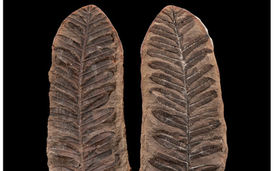 Fossil Fern (Positive/Negative) Alethopteris serlii Pennsylvanian Francis Creek Shale...
