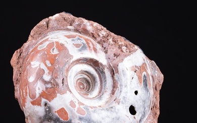 Fossil fragment - Ammonite Metalegoceras dalla Formazione Mio-Pliocene di Timor 16 cm
