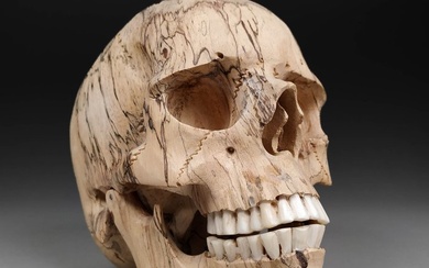Human Skull Replica (Top quality and big dimensions!) Skull - (Homo sapiens) - 13.2 cm - 10 cm - 15 cm
