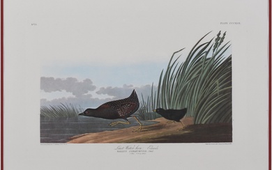 JOHN JAMES AUDUBON, AMERICAN 1785-1851, LEAST WATER HEN PLATE CCCXLIX, Color photo-lithography watermark: G. SCHULT & ZONEN JR AUDUBON, Sheet: 26 1/4 x 38 3/4 in. (66.7 x 98.4 cm.); Plate: 12 1/4 x 19 1/2 in. (31.1 x 49.