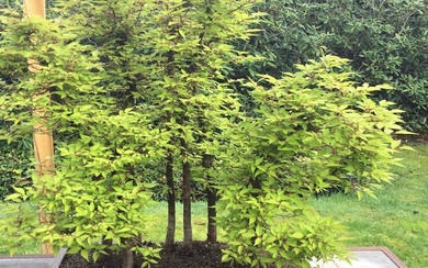 Japanese elm bonsai (Zelkova) - Height (Tree): 60 cm - Depth (Tree): 50 cm - Japan