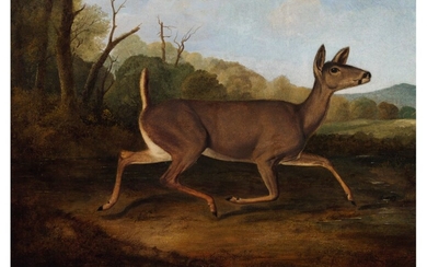 John Woodhouse Audubon (1812-1862), White-Tailed Deer