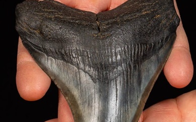 Megalodon - Blue Megalodon Shark Tooth - Fossil tooth - Carcharocles Megalodon - 124 mm - 98 mm