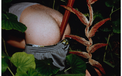Naomi Fisher (20th century), Untitled (Furry Heliconia) (2000)