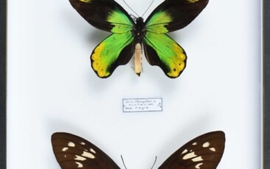 Ornithoptera victoriae regis Bougainville PNG couple Cites annexe II B