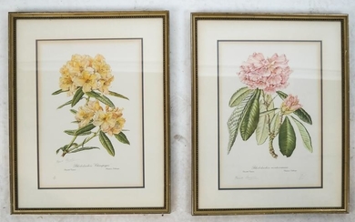 Pair Horticultural Prints - Elizabeth Cameron
