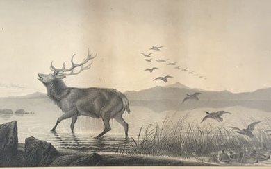 Sir Edwin Landseer R. A, engraving, Elk and ducks