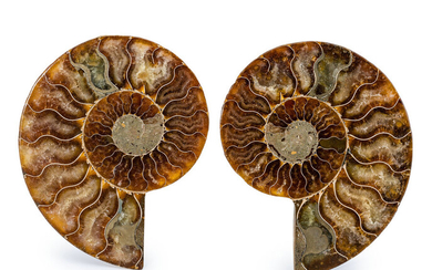 Sliced Ammonite Pair Cleoniceras sp. Cretaceous Madagascar 3.78 x...