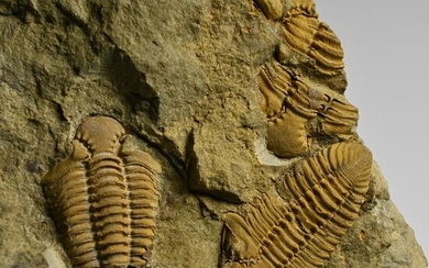 Trilobite - Mortality plate - Kailia intersulcata (Chang, 1974) - 17×12.7×5.4 cm
