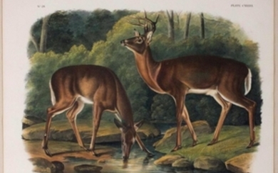 Audubon Lithograph, Common Deer