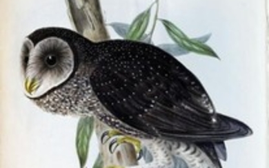 John Gould Lithograph Sooty Owl
