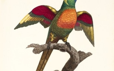 Levaillant | Histoire Naturelle des Perroquets, 1801-[1805], 2 volumes