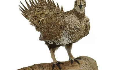 TAXIDERMY SAGE GROUSE ON LOG MOUNT