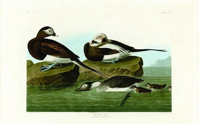 Audubon Aquatint Engraving, Long-Tailed Duck, Plate 312