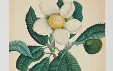A Chulta flower (Dillenia Indica), Company School, circa 1790-1810