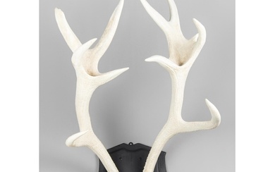 A LARGE LATE 20TH CENTURY SET OF BLEACHED EUROPEAN RED DEER ...