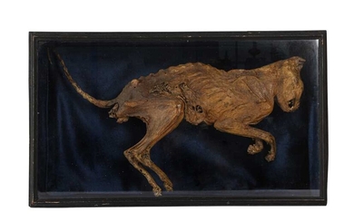 A MUMMIFIED CAT, DISPLAYED IN EBONISED 'COFFIN'