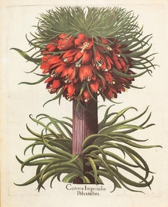 A Pair of Large Folio Botanical Prints