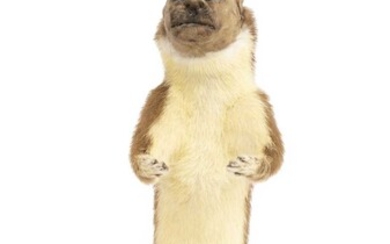 A TAXIDERMY MYTHICAL 'MAN-FACED STOAT'