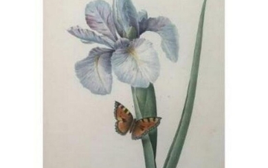 After Pierre-Jospeh Redoute, Floral Print, #60 Iris