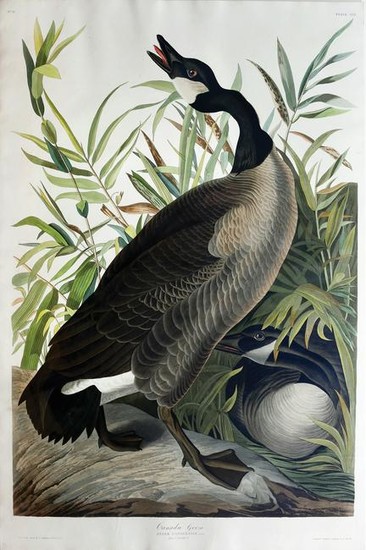 Audubon Aquatint Canada Goose