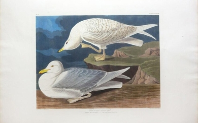 Audubon Aquatint, White-winged Silvery Gull