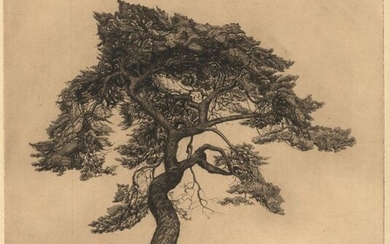 Bake, M.H.S. (1886-1939). (Pine tree on top of...