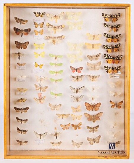 Boite entomologique contenant soixante dix... - Lot 26 - Vasari Auction