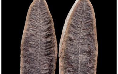 Fossil Fern (Positive/Negative) Crenulopteris acadica Pennsylvanian Francis Creek Shale...
