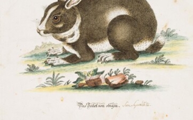 Johann Daniel Meyer (1713-1752), A rabbit and its skeleton, 18th c., Etching