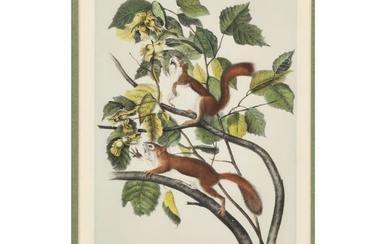 John James Audubon (American, 1785-1851), Hudson's Bay Squirrel - Chickaree Red Squirrel original