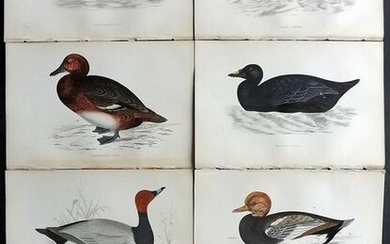 Morris, Francis 1867 Lot of 6 Hand Col Bird Prints