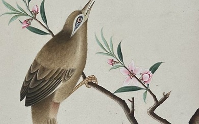 Original Chinese Watercolor of Bird (Possibly Thrush)