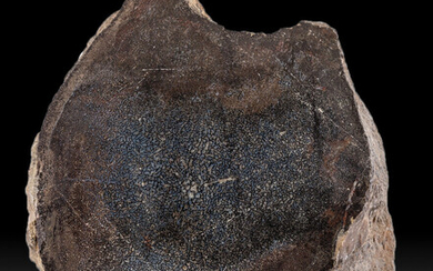 Polished Dinosaur Bone Jurassic Morrison Formation Utah, USA 5.20...