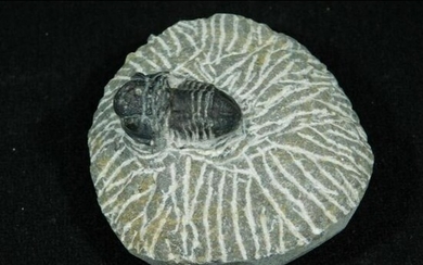 Prehistoric Trilobite, Morocco Fossil Specimen