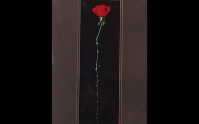 "Rose" Photograph By Christopher Egan In Metal Frame, Signed 1980