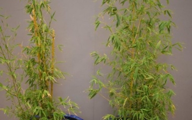 TWO BAMBOO PLANTS IN LARGE BLUE CERAMIC POTS (49H X 63D EACH) (ONE A/F)