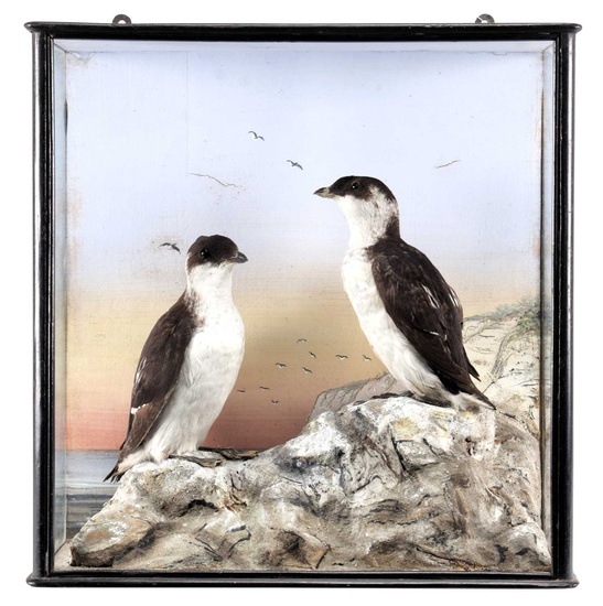 Taxidermy: A Late Victorian Cased Pair of Little Auks (Alle...