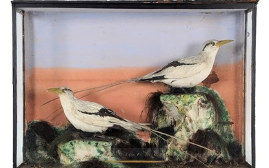 Taxidermy: A Late Victorian Cased Pair of White-Tailed Tropicbirds (Phaethon...