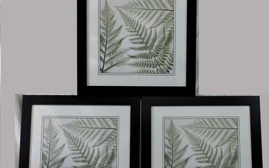 Three Modern Prints of leaf Framed