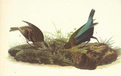 c.1946 Audubon Print, #99 Cowbird