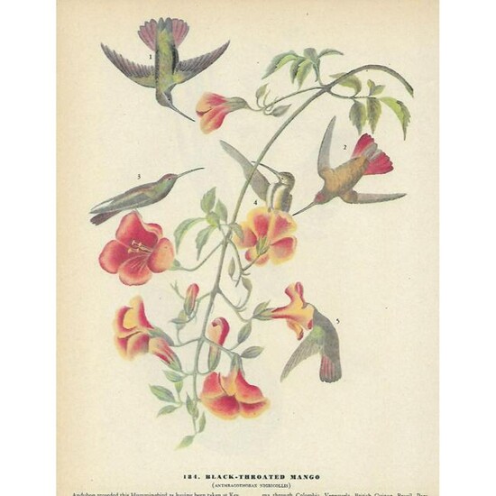 c1946 Audubon Print, Black-Throated Mango