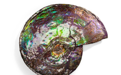 Brilliant Ammonite with Uncommon Blue Coloration