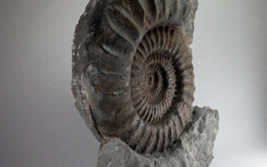 Impressive Ammonite - Arietites sp. - 40×41.5×12 cm