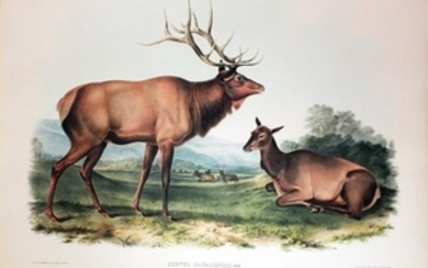 Audubon Lithograph, American Elk
