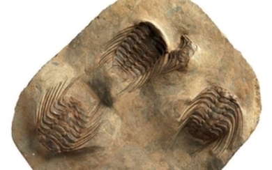 Une belle plaque de quatre trilobites...